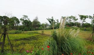 上海西沙湿地公园 上海西沙湿地公园